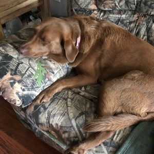 Meet your Posher, Brandy